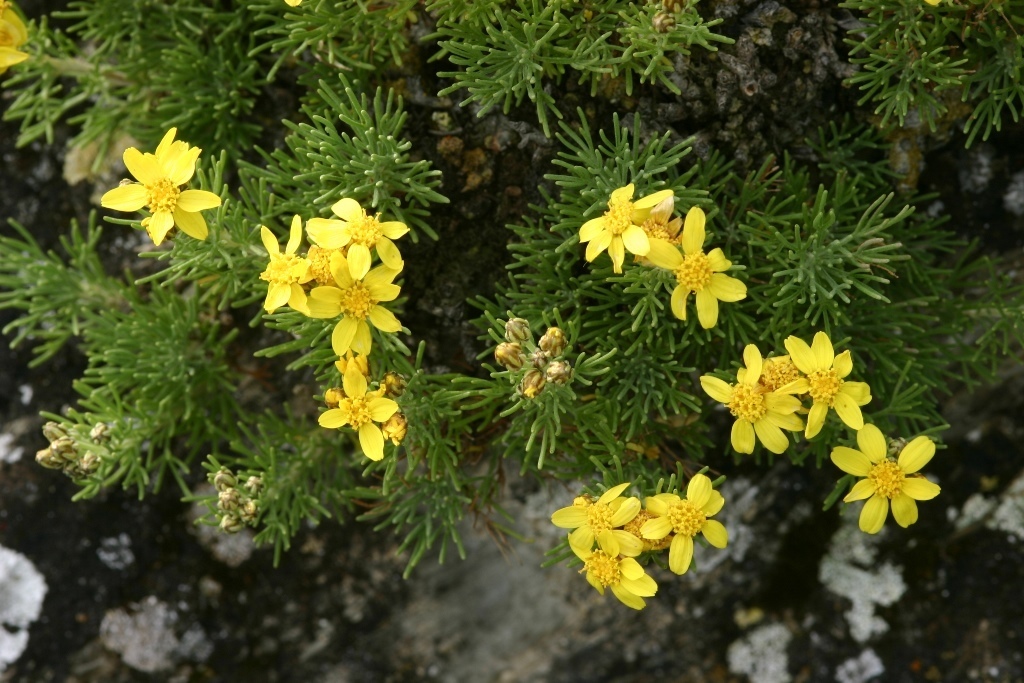 Brachanthemum