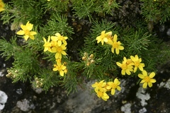 Brachanthemum krylovii