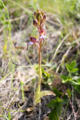 Himantoglossum comperianum