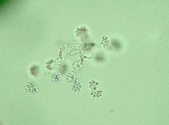 Anthophysa