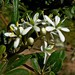 Bursaria spinosa lasiophylla - Photo (c) Max Campbell, algunos derechos reservados (CC BY), subido por Max Campbell