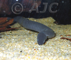 Rio Cauca Caecilian photo 3