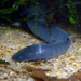 Rubber Eel - Photo (c) AJC1, some rights reserved (CC BY-NC-SA)