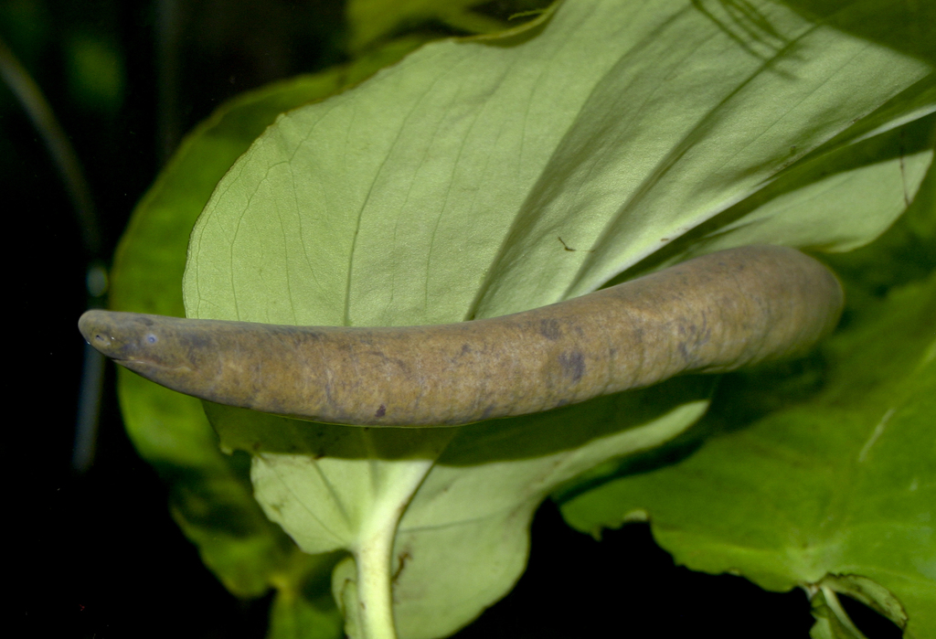 Rio Cauca Caecilian