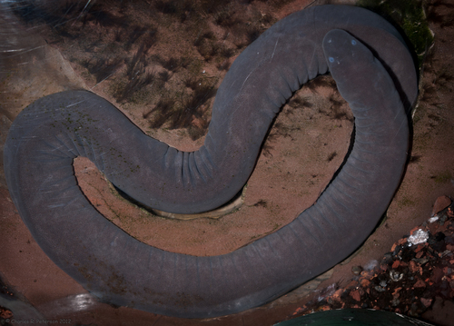 Rubber Eel