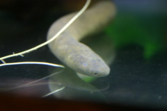 Rio Cauca Caecilian photo 5