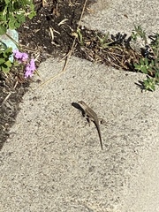 Sceloporus occidentalis