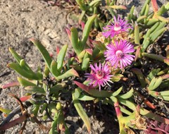 Ruschia langebaanensis