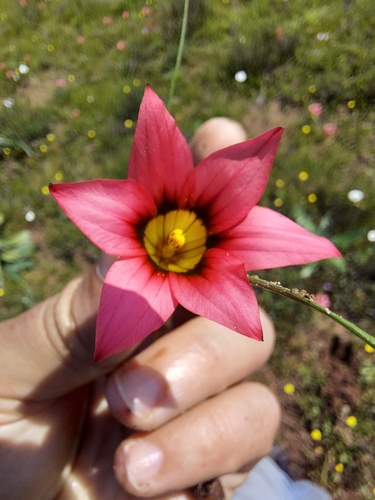Romulea eximia