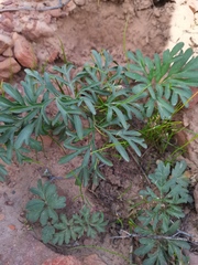Pelargonium luteolum