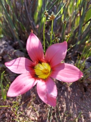 Romulea eximia