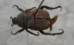 Hoplia argentea