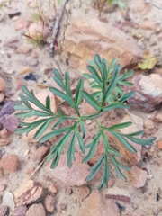 Pelargonium luteolum