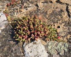 Cheiridopsis rostrata