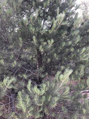 Pinus monophylla