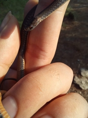 Storeria hidalgoensis