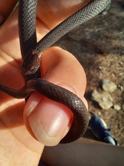 Storeria hidalgoensis