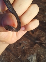 Storeria hidalgoensis