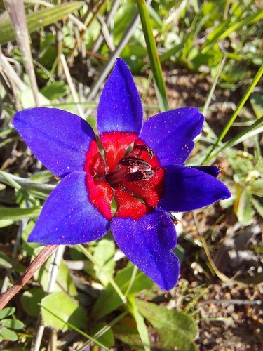 Image of Babiana rubrocyanea by (c) Jacques van der Merwe, some rights reserved (CC BY-SA)