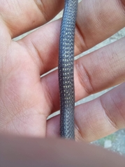 Storeria hidalgoensis