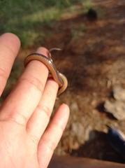 Storeria hidalgoensis