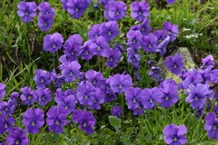Viola altaica