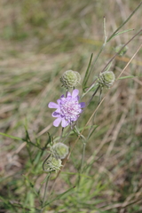 Scabiosa canescens
