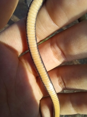 Storeria hidalgoensis