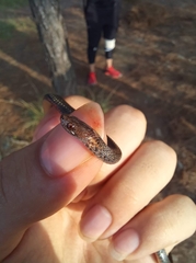 Storeria hidalgoensis