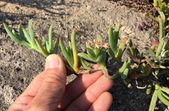 Ruschia langebaanensis