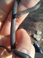 Storeria hidalgoensis