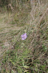 Scabiosa canescens