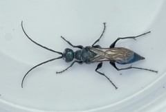 Trirogma caerulea