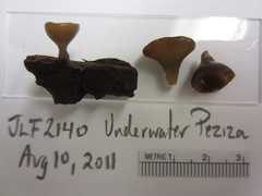 Peziza oliviae