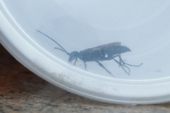Trirogma caerulea
