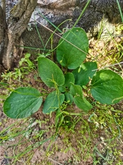Pelargonium radiatum