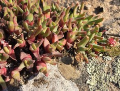 Cheiridopsis rostrata
