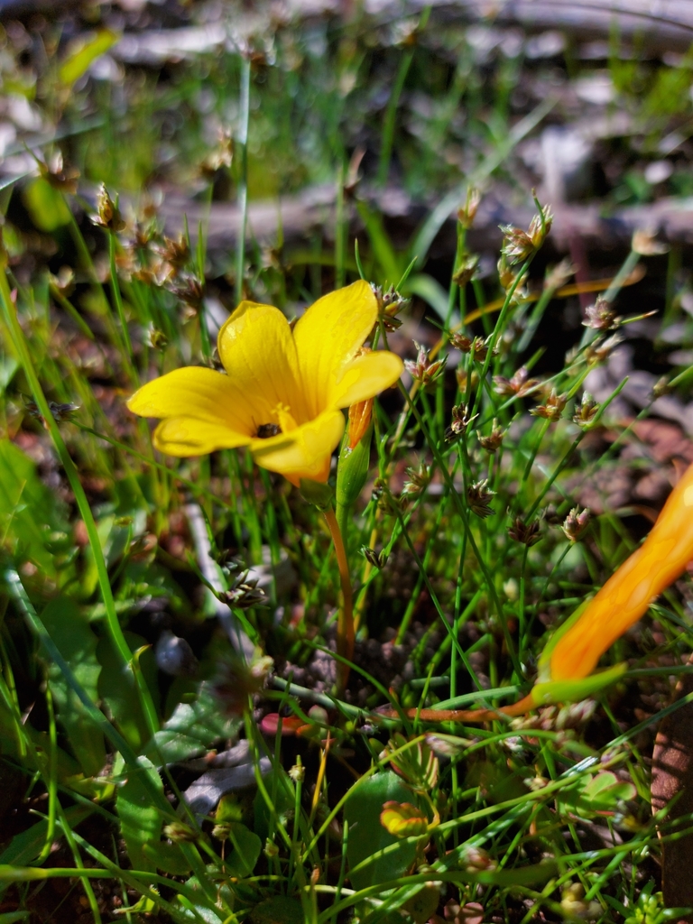 Romulea saldanhensis, Swartland Local Municipality, South Africa
