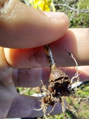 Romulea saldanhensis