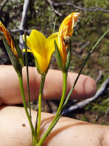 Image of Romulea saldanhensis by (c) Jacques van der Merwe, some rights reserved (CC BY-SA)