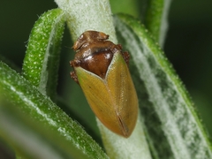 Tettigometridae