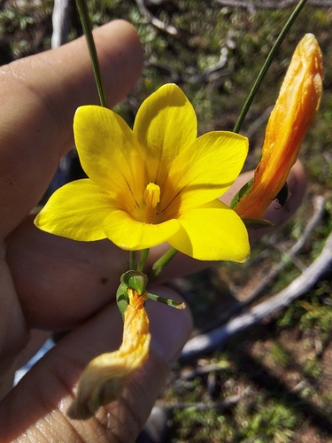 Image of Romulea saldanhensis by (c) Jacques van der Merwe, some rights reserved (CC BY-SA)