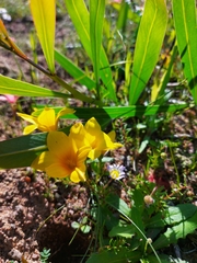Romulea saldanhensis