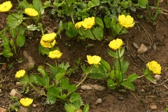 Ranunculus altaicus