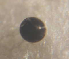 Pharmacis aemilianus