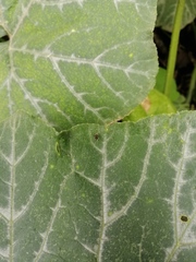 Tetranychus cinnabarinus