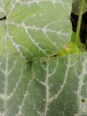 Tetranychus cinnabarinus