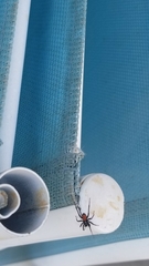 Castianeira descripta