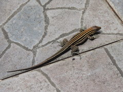 Holcosus quadrilineatus