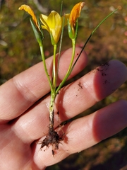 Romulea saldanhensis
